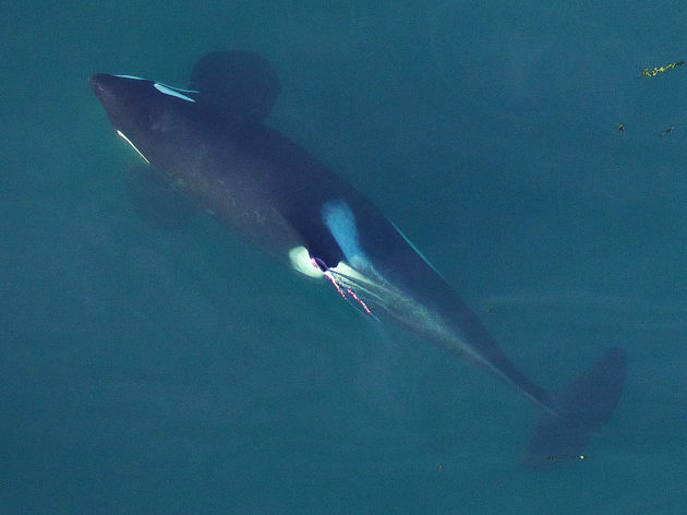 SR3 and NOAA monitor the southern resident killer whale population health